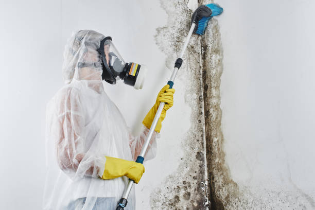  Honsville, GA Mold Removal Pros