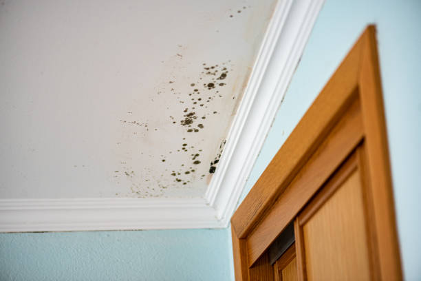 Best Mold Cleaning Services  in Honsville, GA