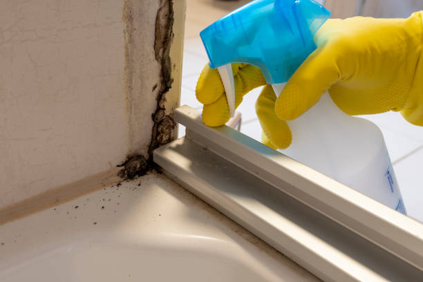 Best Attic Mold Removal  in Honsville, GA