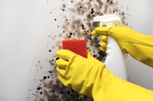 Best Commercial Mold Removal  in Honsville, GA