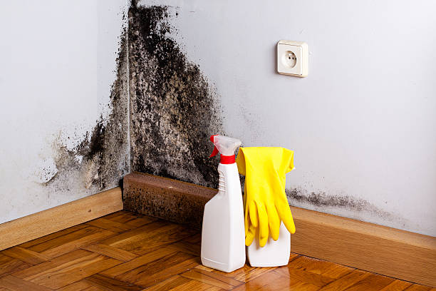 Best Mold Remediation  in Honsville, GA