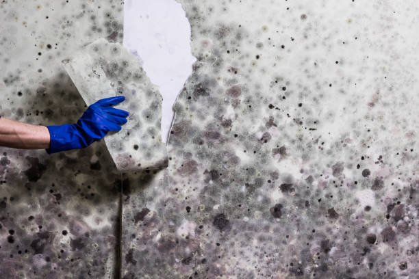 Best Toxic Mold Removal  in Honsville, GA