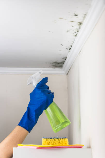 Best Black Mold Removal  in Honsville, GA
